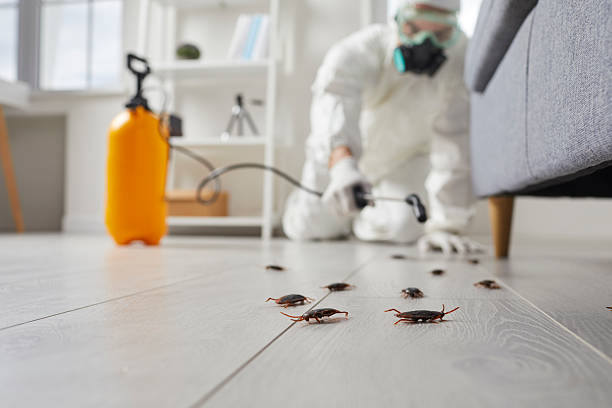 Commercial Rodent Management in Laverne